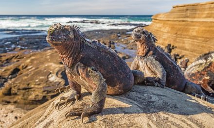 Science Storytelling