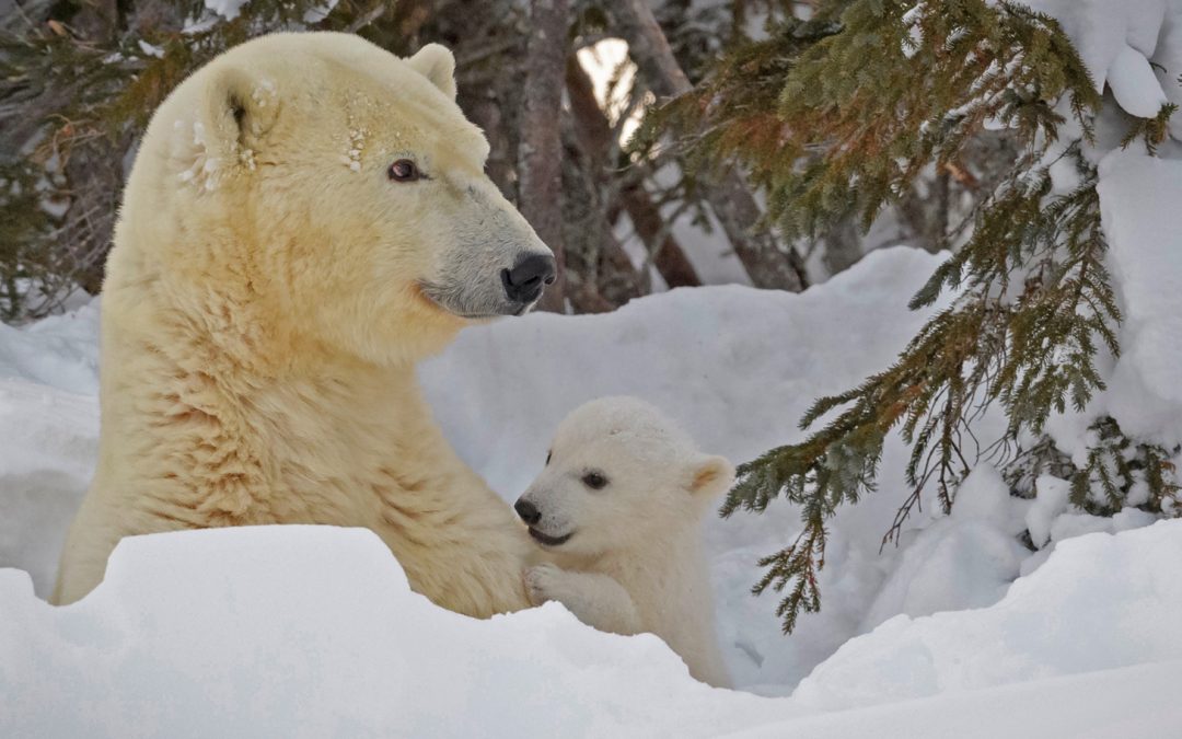 Technology Transforms Wildlife Tracking