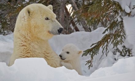 Technology Transforms Wildlife Tracking