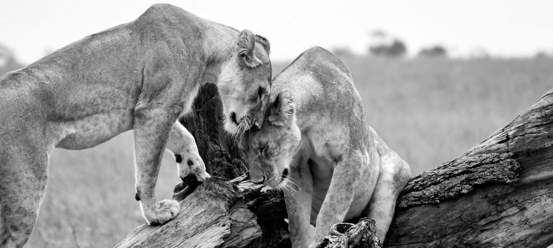 Lionesses in the Serengeti