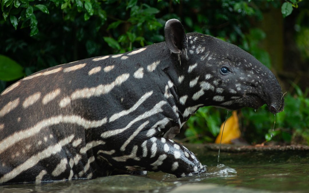 Tapirs: Nature’s Gentle Gardeners & Where to See Them