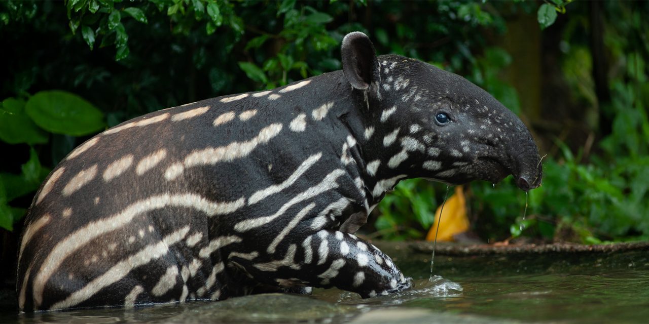 Tapirs: Nature’s Gentle Gardeners & Where to See Them