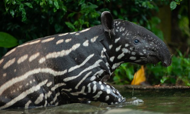Tapirs: Nature’s Gentle Gardeners & Where to See Them