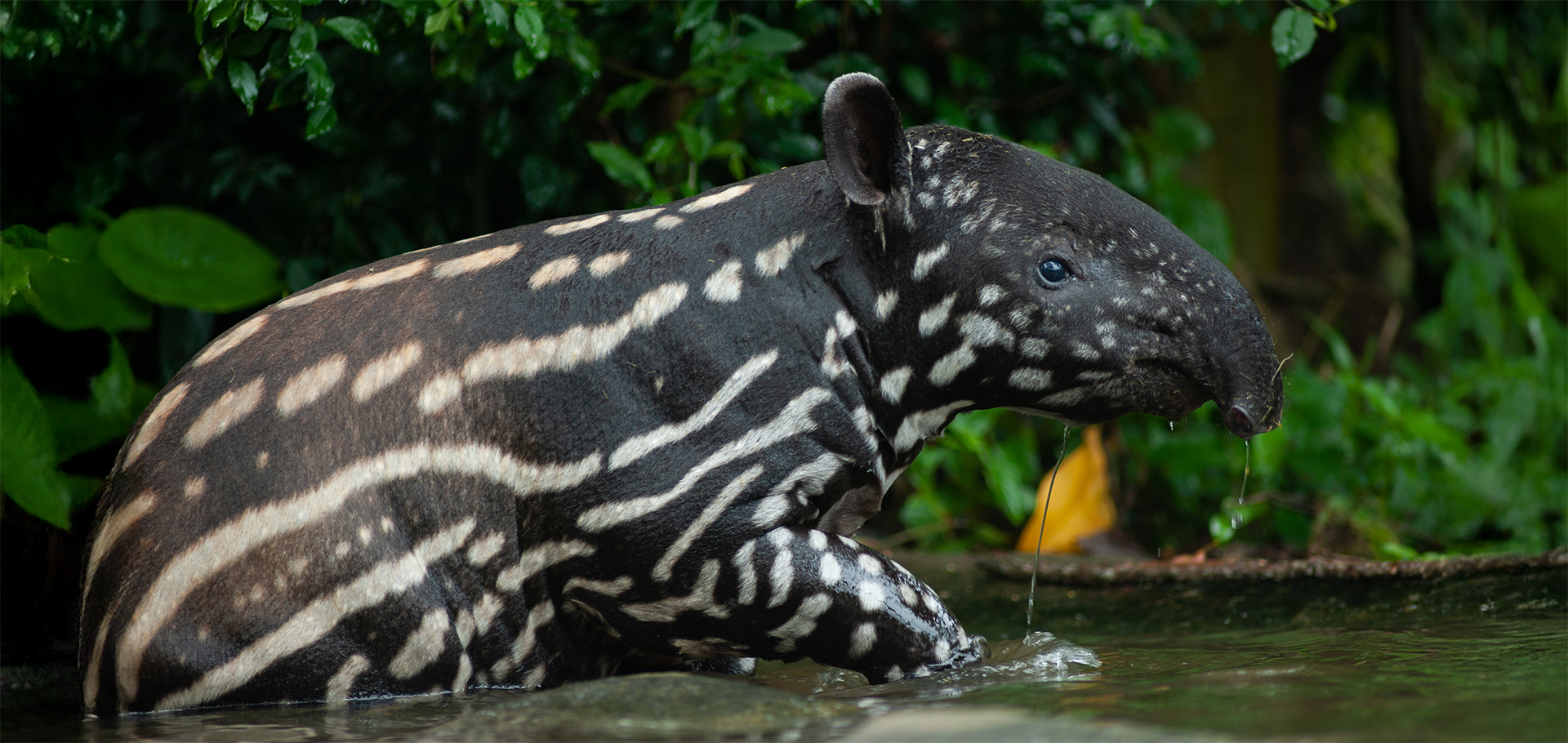 spotted striped baby tapir central south america