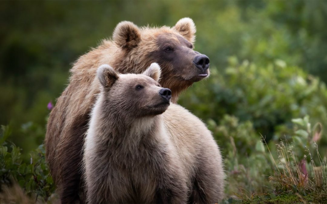 Why Aren’t There Any Wild Bears in Africa?