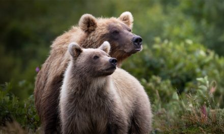 Why Aren’t There Any Wild Bears in Africa?