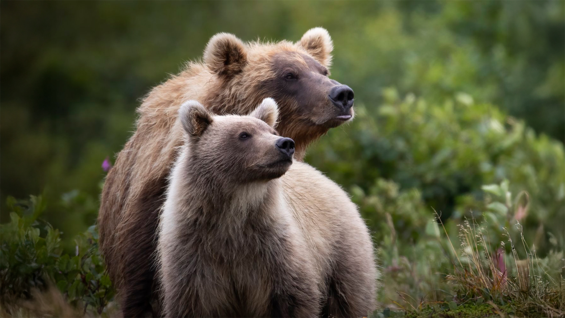 Mother and daughter brown bears.