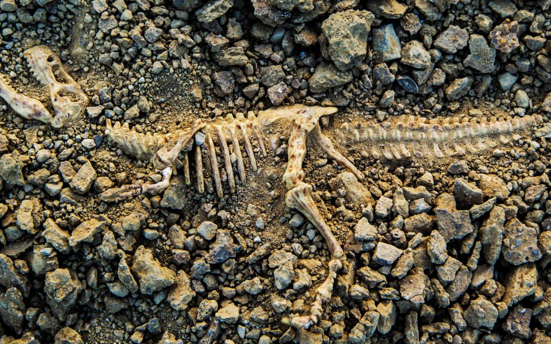 Fossils: Past Preservers and Future Forecasters