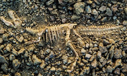 Fossils: Past Preservers and Future Forecasters