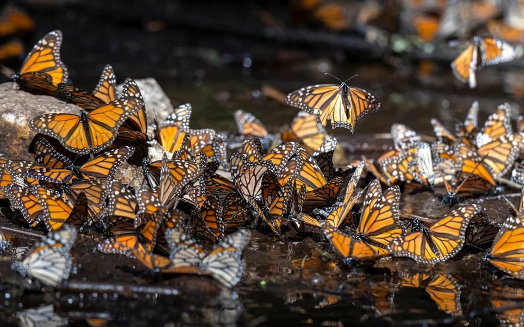 60 Minutes Monarch Butterfly Story Features Nat Hab Guide