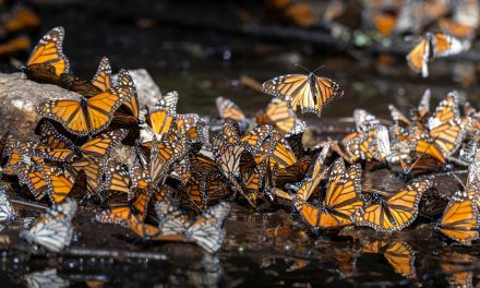 60 Minutes Monarch Butterfly Story Features Nat Hab Guide