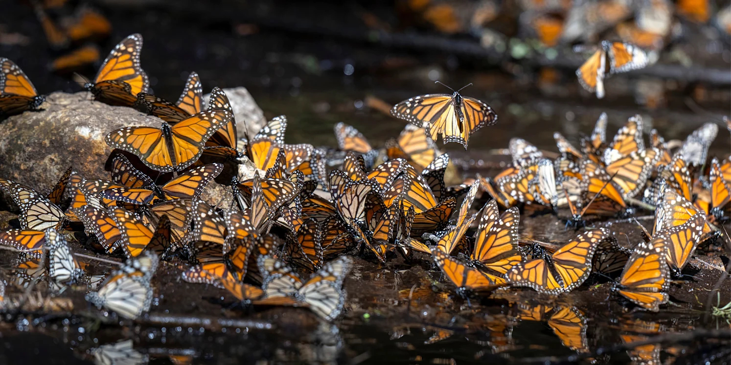 Monarch butterflies in Mexico's volcanic highlands.