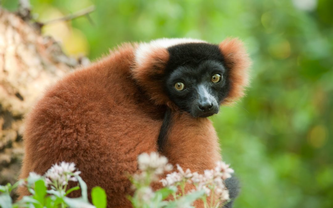 From Research to Ranomafana: Lemur Conservation in Madagascar