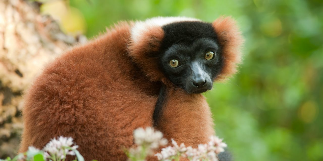 From Research to Ranomafana: Lemur Conservation in Madagascar
