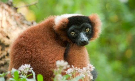 From Research to Ranomafana: Lemur Conservation in Madagascar