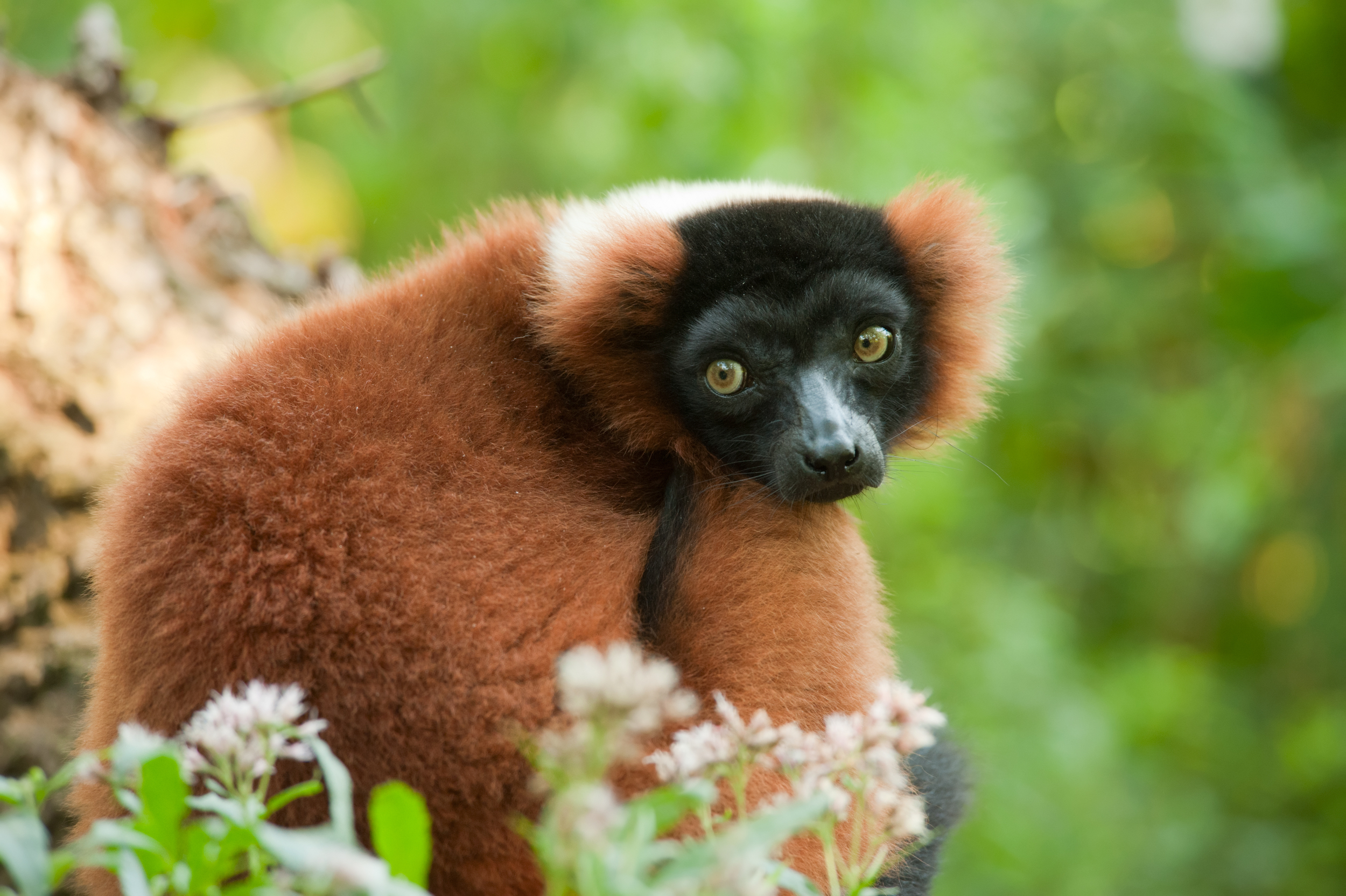 Red ruffed lemur in Madagascar