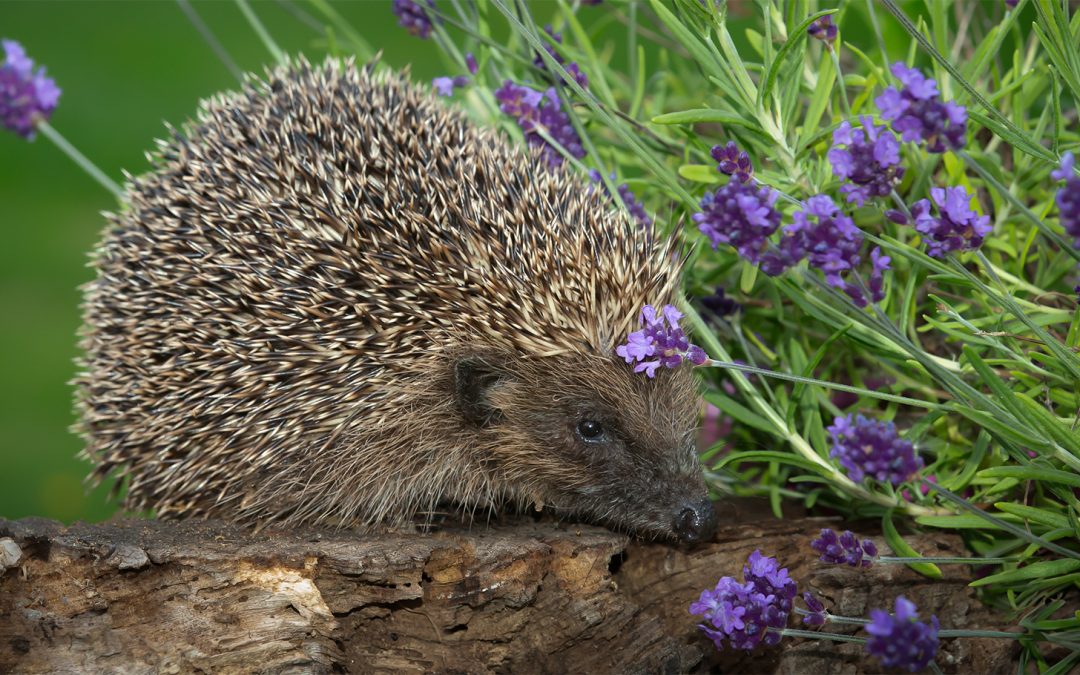 10 Inspiring Wildlife Wins Across Great Britain