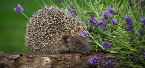 Hedgehog UK nature