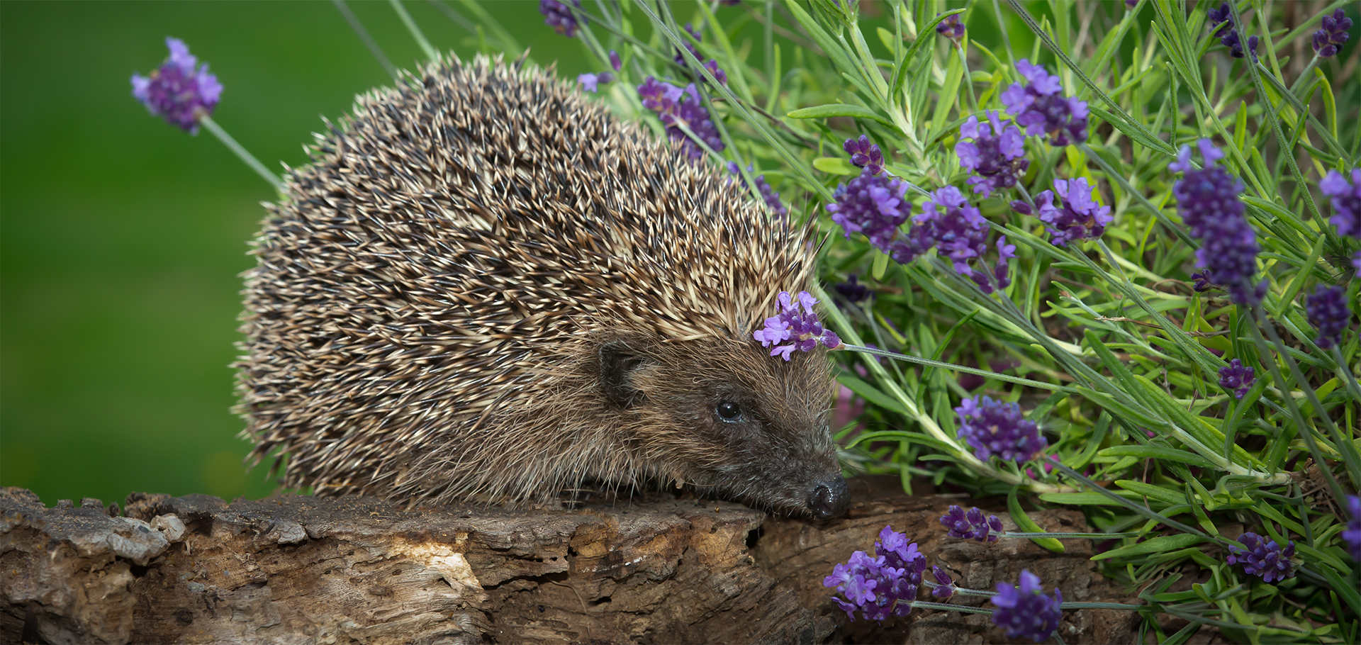 Hedgehog UK nature