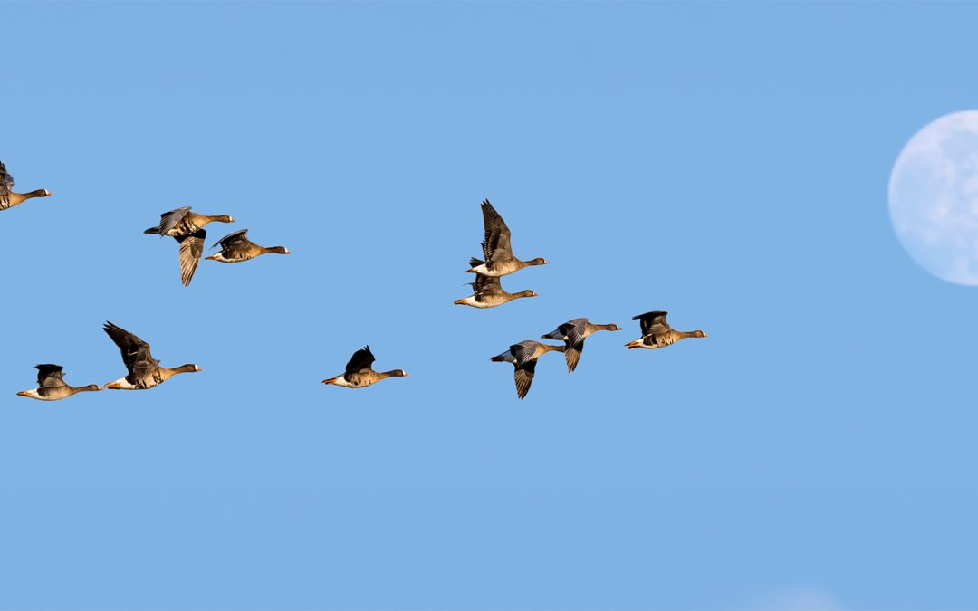 UK Birds and Conservation Travel: Shifting Patterns in Bird Migration