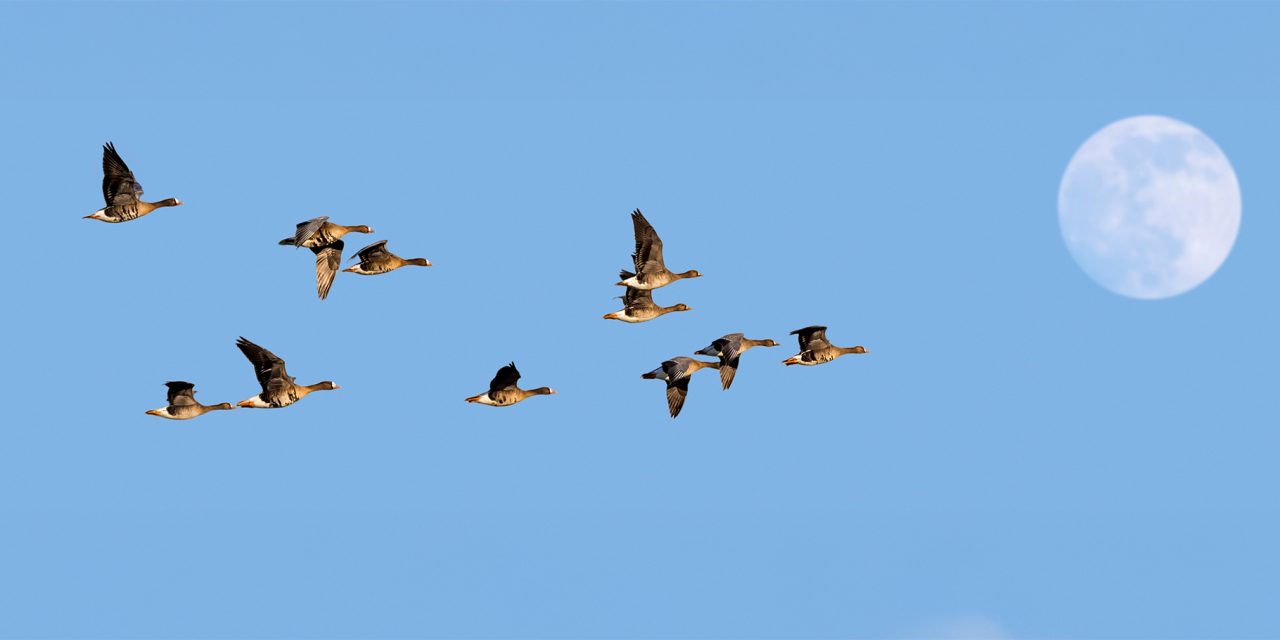 UK Birds and Conservation Travel: Shifting Patterns in Bird Migration