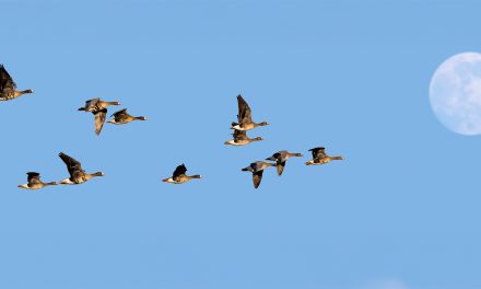 UK Birds and Conservation Travel: Shifting Patterns in Bird Migration