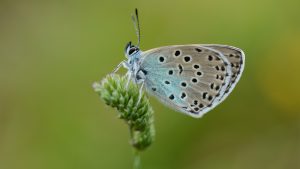 Large Blue butterfly at rest, Collard Hill, Somerset
