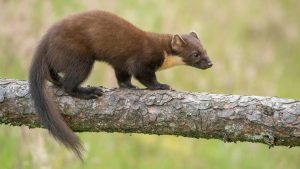 pine marten, Martes martes, on a tree in Scotland in the summer