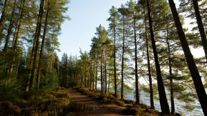 Looking up at all Sitka spruce trees, silhouetted against blue sky