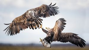 Pair of white-tailed eagles locked in a midair battle with their