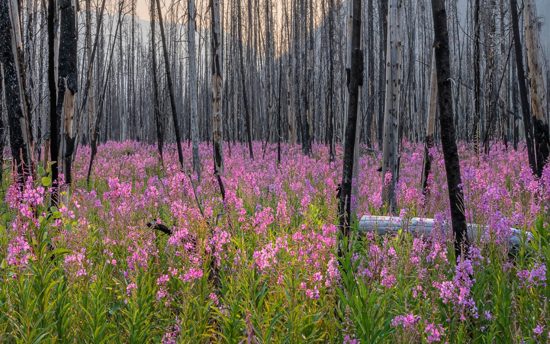 Fires and Forests: Controlled Burns and Beyond