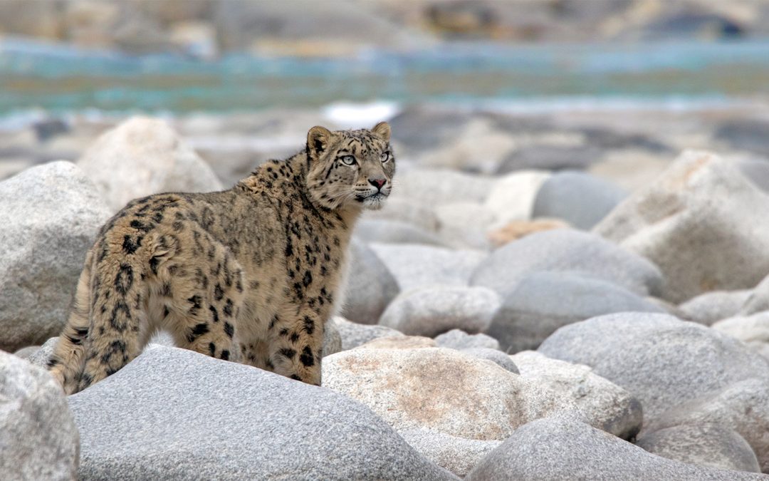 Saving Snow Leopards: Conservation Travel Contributes to Coexistence