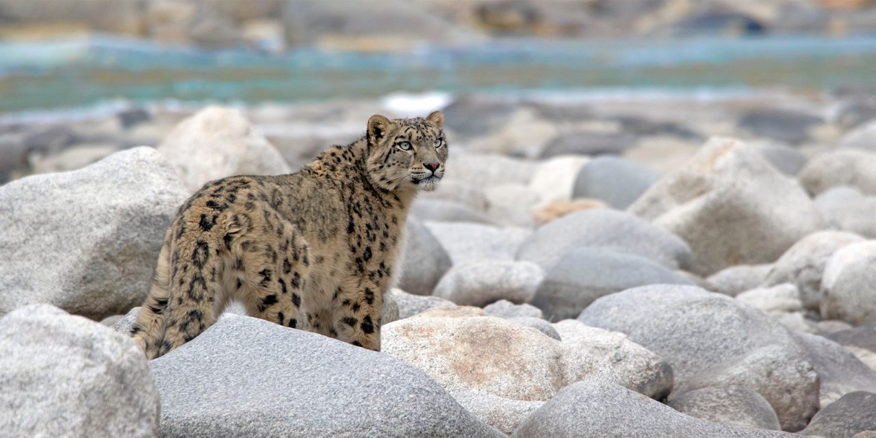 Saving Snow Leopards: Conservation Travel Contributes to Coexistence