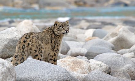 Saving Snow Leopards: Conservation Travel Contributes to Coexistence
