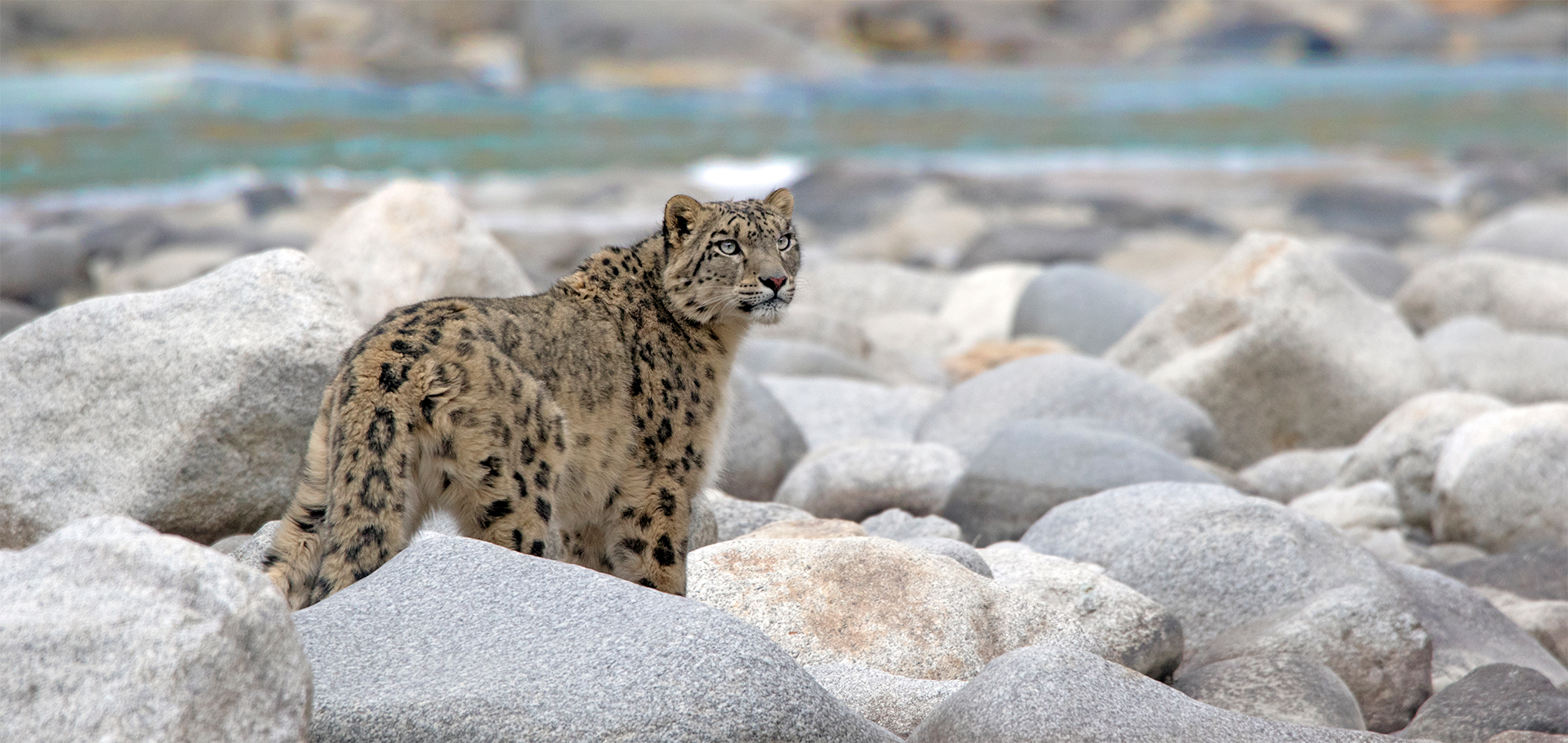Snow Leopard, Indus River, India
