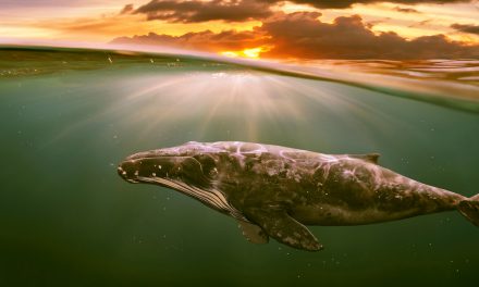 Whales Are Trying to Talk to Us