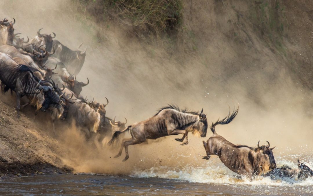 Building Better Wildlife Corridors