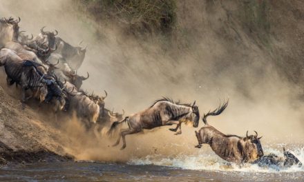 Building Better Wildlife Corridors