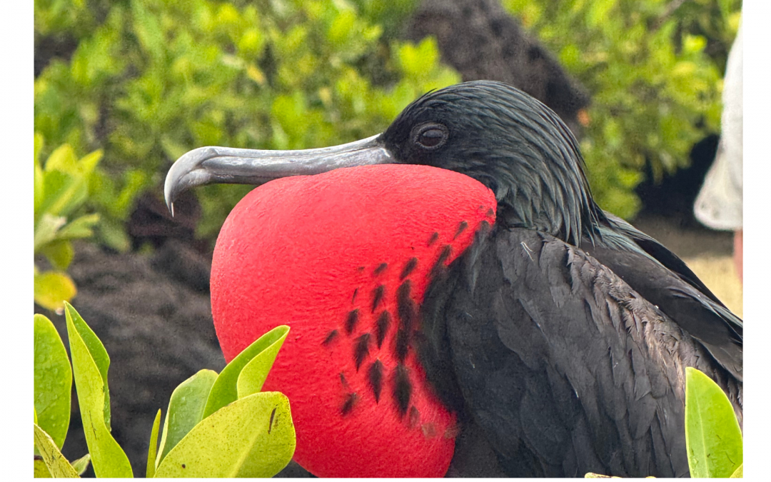 What’s in Your “Bucket”? Adventure in the Galapagos