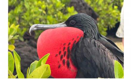 What’s in Your “Bucket”? Adventure in the Galapagos