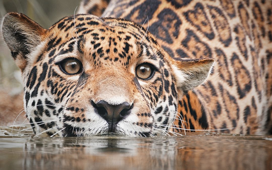 The Resilience of the Natural World