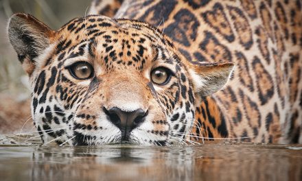 The Resilience of the Natural World