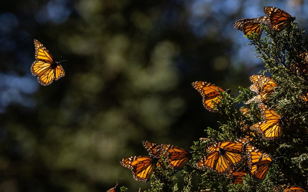 Kingdom of the Monarchs: Where Awe Takes Flight