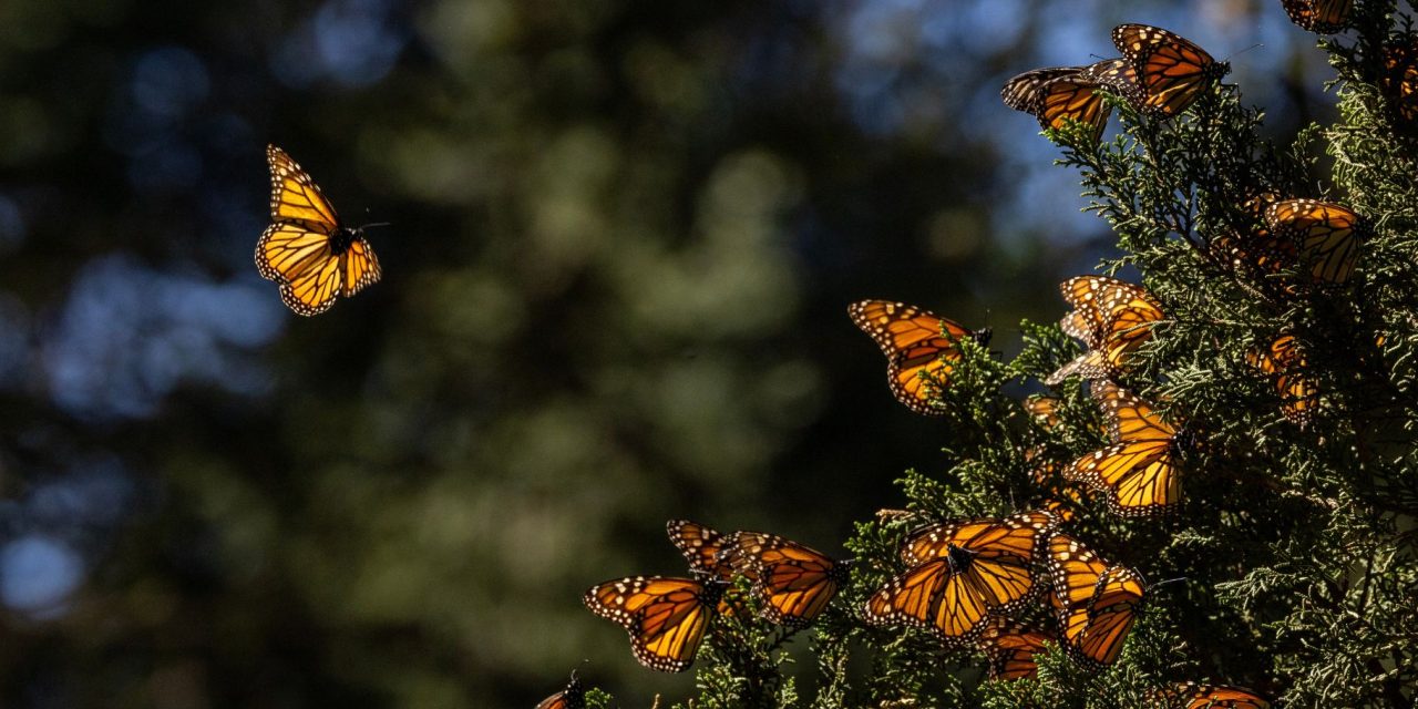 Kingdom of the Monarchs: Where Awe Takes Flight