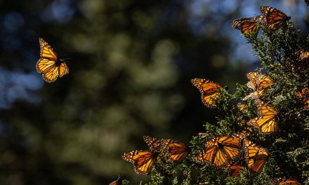 Kingdom of the Monarchs: Where Awe Takes Flight