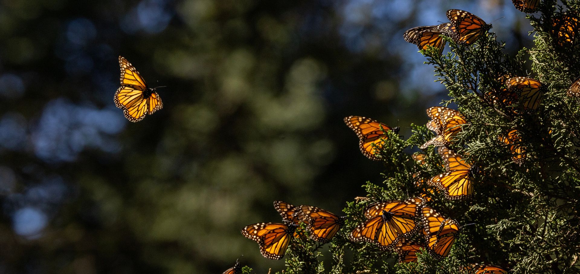 Monarch butterfly flying towards more butterflies