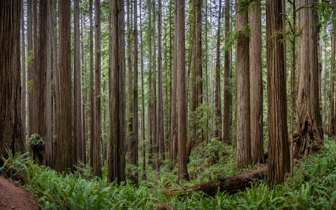 Biodiversity: Where It Thrives, When It Doesn’t and How We Innately Know It