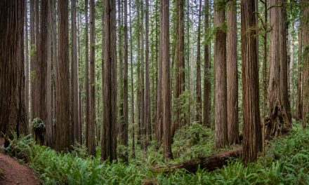 Biodiversity: Where It Thrives, When It Doesn’t and How We Innately Know It