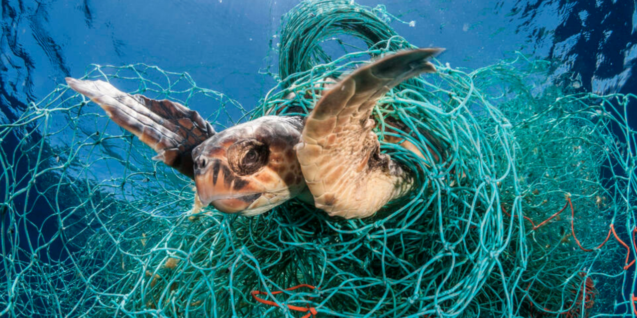 Even When the Tide Rises: Sea Turtles and Survival