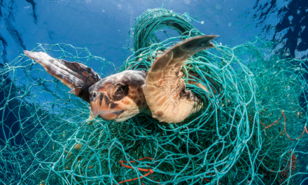 Even When the Tide Rises: Sea Turtles and Survival